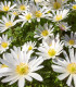Sasanka vábna White Splendour - Anemone blanda - cibuľoviny - 3 ks