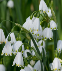 Bleduľa letná Giant - Leucojum aestivum - cibuľoviny - 2 ks