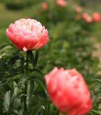 Pivónia Coral Sunset - Paeonia lactiflora - cibuľoviny - 1 ks