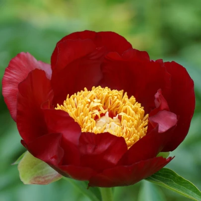 Pivónia Patio Moscow - Paeonia lactiflora - cibuľoviny - 1 ks