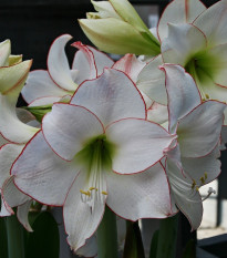 Zornica Picotee - Hippeastrum - cibuloviny - 1 ks