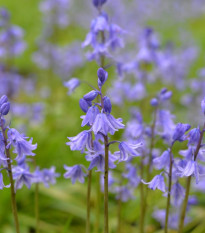 Hyacintovec španielsky modrý - Hyacinthoides hispanica - cibuľoviny - 5 ks