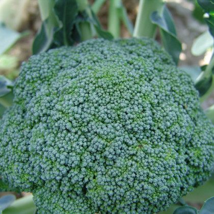 Brokolica Limba - Brassica oleracea L. - semená - 250 ks