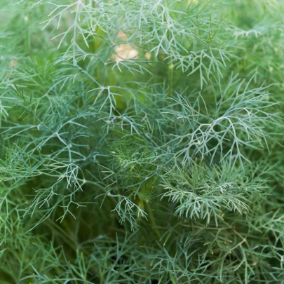 Kôpor voňavý Hanák - Anethum graveolens - semená - 500 ks