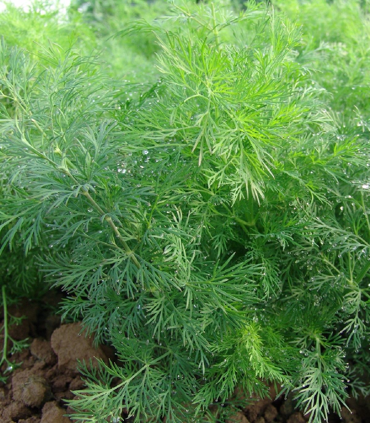 Kôpor voňavý Moravan - Anethum graveolens - semená - 500 ks