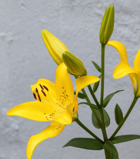 Ľalie Yellow Planet - Lilium lancifolium - cibuľoviny - 1 ks