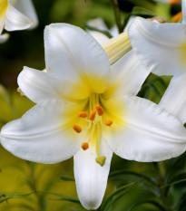 Ľalia White Planet - Lilium - cibuľoviny - 1 ks