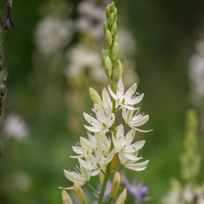 Ladoník biely - Camassia alba - cibuľoviny - 2 ks