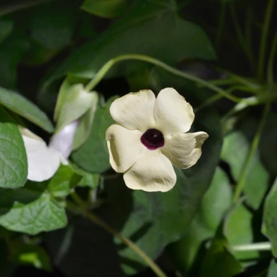 Čiernooká Zuzana krídlatá biela - Thunbergia alata - semená - 15 ks