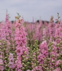 Stračonôžka ružová - Delphinium solida - semená - 100 ks