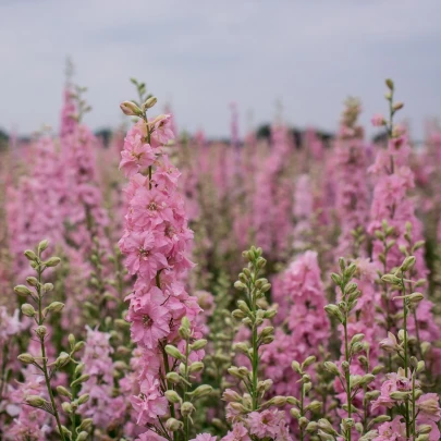 Stračonôžka ružová - Delphinium solida - semená - 100 ks