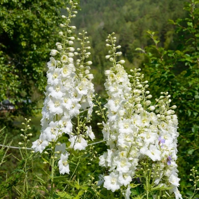 Stračonôžka biela - Delphinium solida - semená - 100 ks