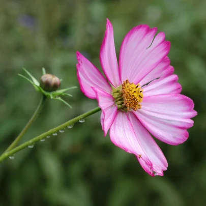 Krasuľka perovitá Fizzy Rose - Cosmos bipinnatus - semená - 80 ks