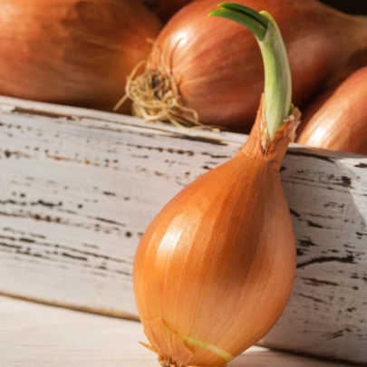 Cibuľa sadzačka ozimná Shakespeare - Allium cepa - cibuľky - 250 g