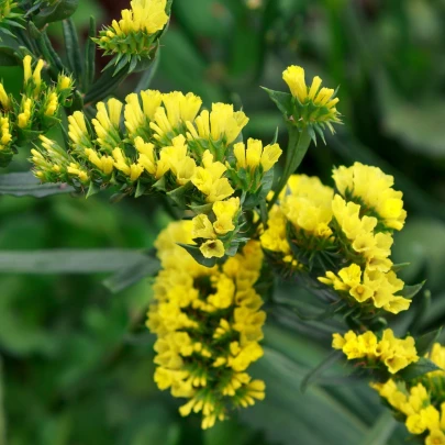 Limonka chobotnatá žltá - Limonium sinuatum - semená - 30 ks