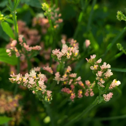 Limonka chobotnatá apricot - Limonium sinuatum - semená - 30 ks