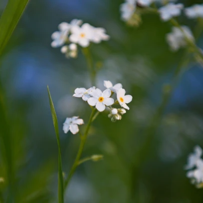 Nezábudka lesná Snowsylva - Myosotis sylvatica - semená - 60 ks