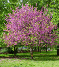 Judášovec strukový - Cercis siliquastrum - semená judášovca - 6 ks