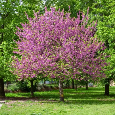 Judášovec strukový - Cercis siliquastrum - semená judášovca - 6 ks