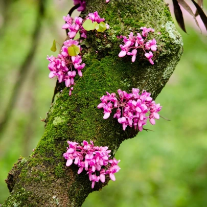 Judášovec strukový - Cercis siliquastrum - semená - 6 ks