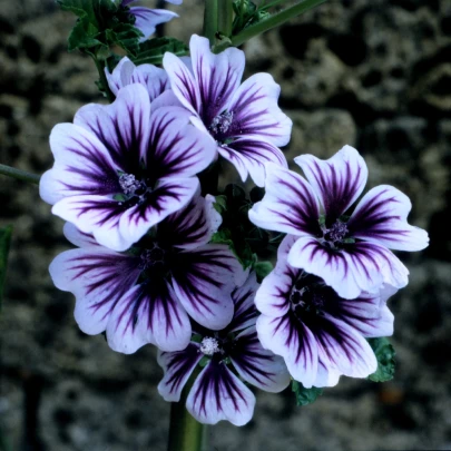 Slez lesný Zebrina - Malva sylvestris - semená - 50 ks