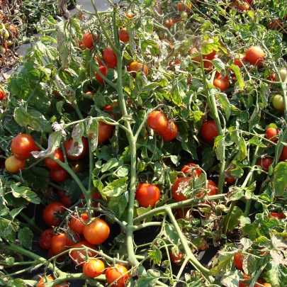 Paradajka Dalimil - Solanum lycopersicum - semená - 0,1 g