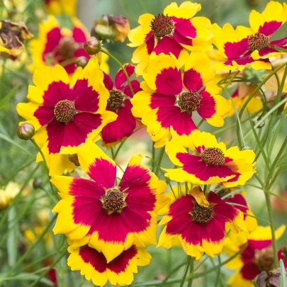 Krásnoočko trpasličie mix - Coreopsis hybrida - semená - 200 ks