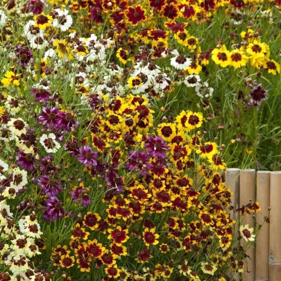 Krásnoočko trpasličie mix - Coreopsis hybrida - semená - 200 ks