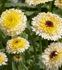 Nechtík lekársky Ivory Princess - Calendula officinalis - semená - 40 ks