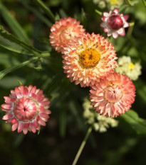 Slamiha listenatá Silvery Rose - Helichrysum bracteatum - semená - 400 ks