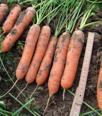 Mrkva skorá Marion F1 - Daucus carota - semená - 900 ks