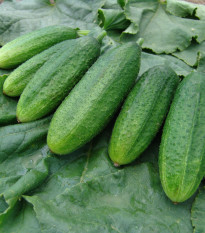 Uhorka jemnoostná Mira F1 - Cucumis sativus - semená - 35 ks