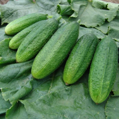 Uhorka jemnoostná Mira F1 - Cucumis sativus - semená - 35 ks