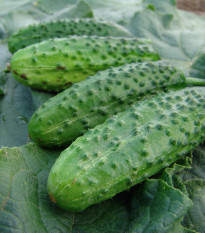 Uhorka nakladačka Corveta F1- Cucumis sativus - semená - 20 ks