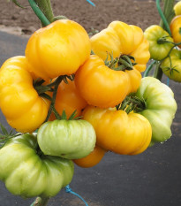 Paradajka Yellowstone - Solanum lycopersicum - semená - 15 ks