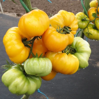 Paradajka Yellowstone - Solanum lycopersicum - semená - 15 ks