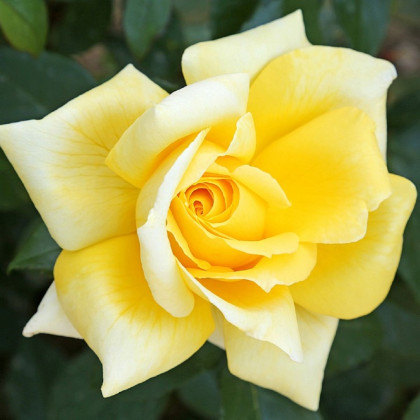 Ruža kríková veľkokvetá King Ransom - Rosa - voľnokorenné sadenice ruží - 1 ks