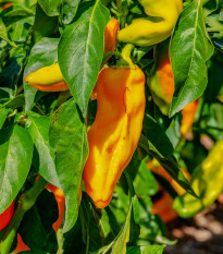 Paprika oranžová Ornela - Capsicum annuum - semená - 50 ks