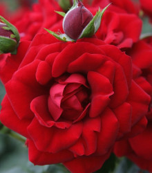 Ruža kríková pnúca Amadeus - Kordes - Rosa - voľnokorenné sadenice ruží - 1 ks