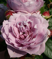 Ruža mnohokvetá Novalis - Kordes - Rosa - voľnokorenné sadenice ruží - 1 ks