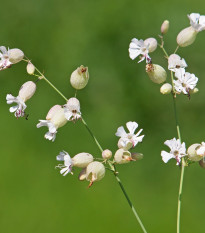 Silenka obyčajná - Silene vulgaris - semená - 150 ks