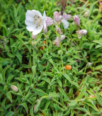 Silenka nafúknutá Stridolo - Silene inflata - semená - 0,2 g