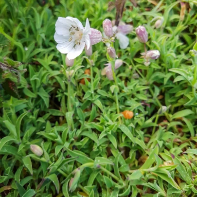 Silenka nafúknutá Stridolo - Silene inflata - semená - 0,2 g