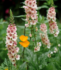 Divozel brunátny zmes farieb - Verbascum phoeniculum - semená - 300 ks