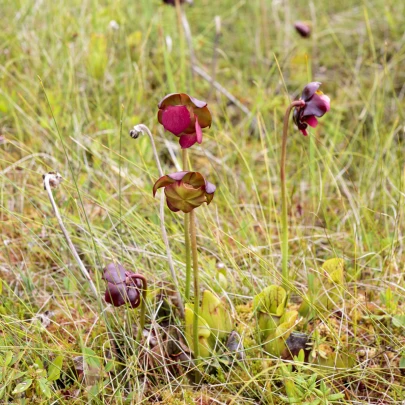 Špirlica purpurová - Sarracenia purpurea - semená - 8 ks