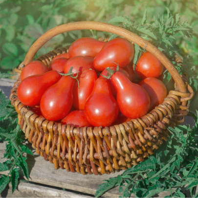Paradajka Červená hruška - Solanum lycopersicum - semená - 7 ks