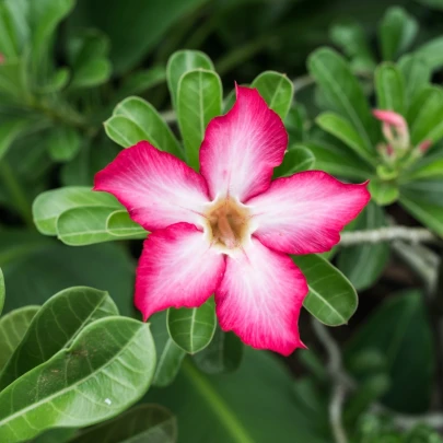 Púštna ruža - Adenium obesum - semená - 5 ks