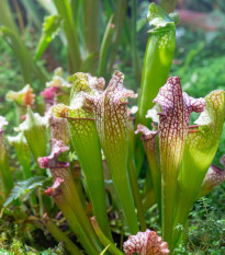 Špirlica náhorná - Sarracenia oreophila var. ornata - semená - 8 ks