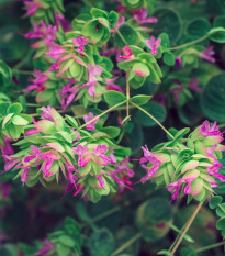 Okrasné oregano Kirigami - Origanum rotundifolia - semená - 18 ks