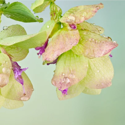 Okrasné oregano Kirigami - Origanum rotundifolia - semená - 18 ks